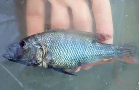 Mâle dominant de la nouvelle espèce Haplochromis glaucus.