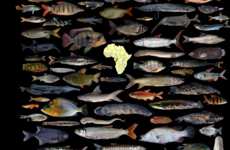 The second announcement of the seventh International Conference of the PanAfrican Fish and Fisheries Association