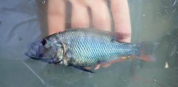 Mâle dominant de la nouvelle espèce Haplochromis glaucus.