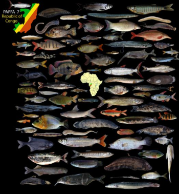 The second announcement of the seventh International Conference of the PanAfrican Fish and Fisheries Association