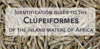 Identification guide to the Clupeiformes of the inland waters of Africa